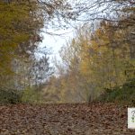 Bergehalde Lydia – Dudweiler | 11.11.2018