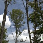 Bostalsee Seefest 2018 | 29.07.2018