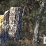 Dahner Felsenland - Kauerttour & Burgenmassiv Altdahn | 18.11.2018