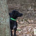 Blieskastel Gollenstein + Niederwürzbach Lourdes Grotte | 20.01.2019